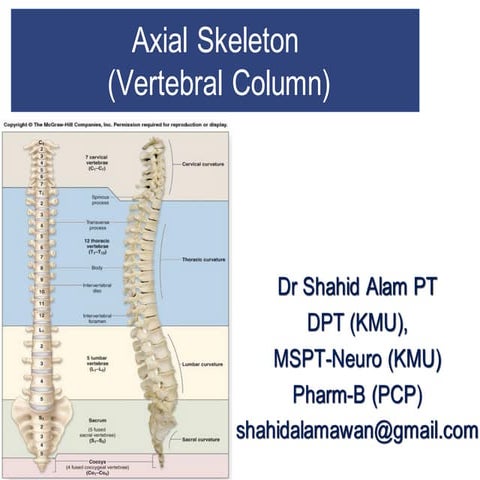 vertebral column or back bone, vertebrae, cervical, thoracic, lumbar, sacral ...