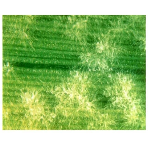 Czembor J H Barley Powdery Mildew 8