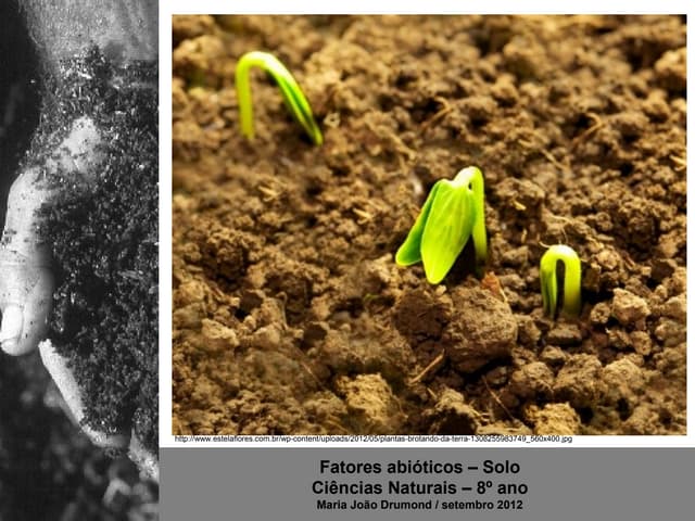 7 fatores abioticos-solo