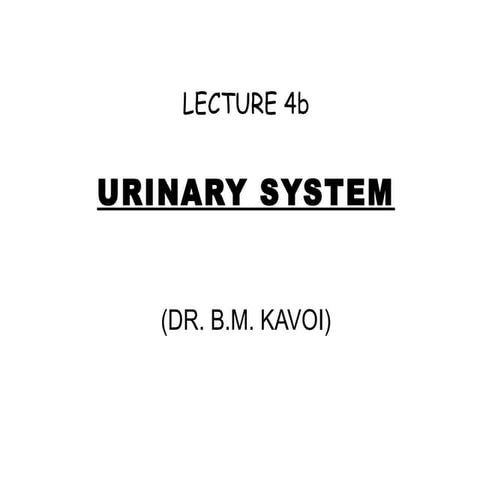 Lecture urinary system histology