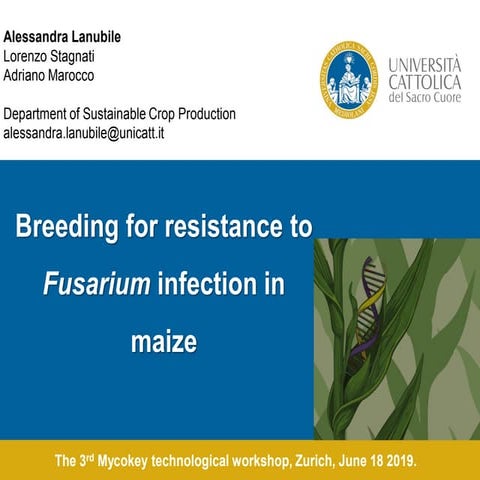 Identification of quantitative trait loci for resistance to shoot fly ...