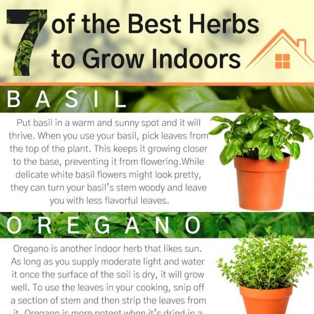 7 of the best herbs to grow indoors