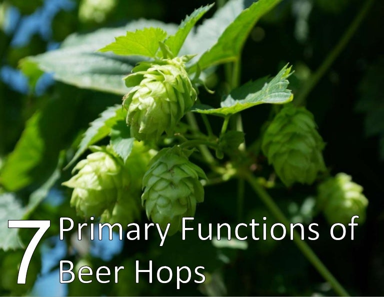 7 Primary Functions of Beer Hops