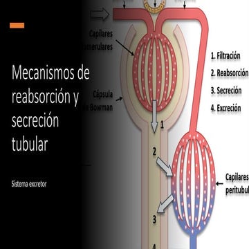 7 Reabsorción y secreción tubular.pptx