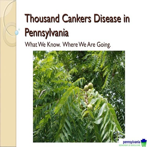 Thousand Cankers Disease of Walnut