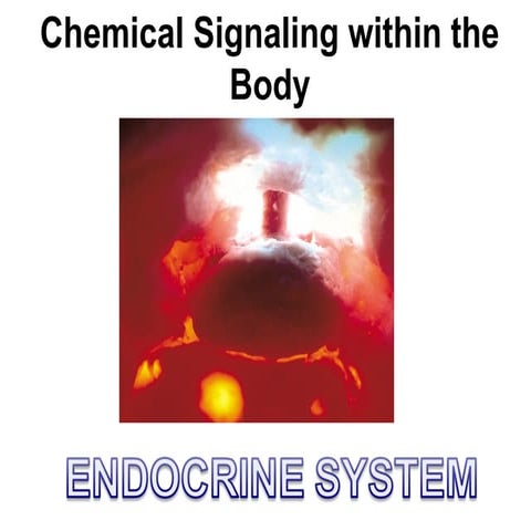 8. endocrine system