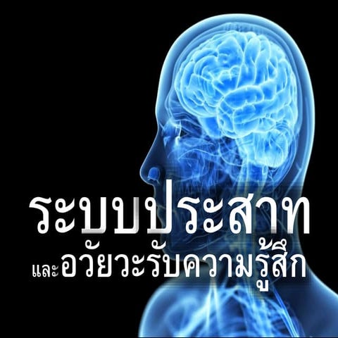 บทที่ 3 ระบบประสาทและอวัยวะรับความรู้สึก
