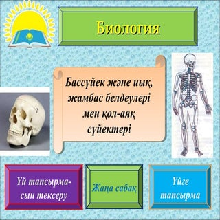 Бассүйек және иық, жамбас белдеулер...