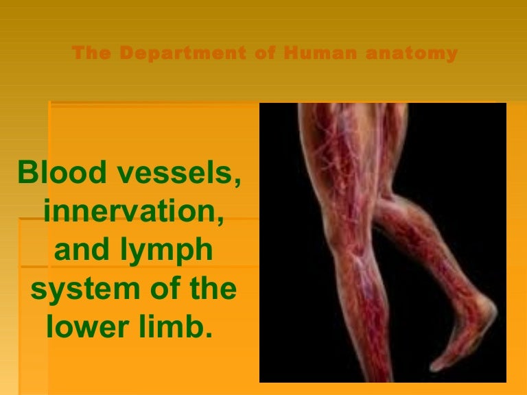 Blood Vessel Innervation And Lymph System Of Lower Limb