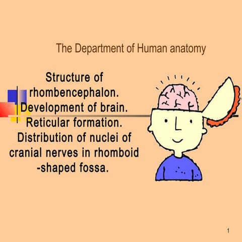Structure of Rhombencephalon. Development of Brain. 