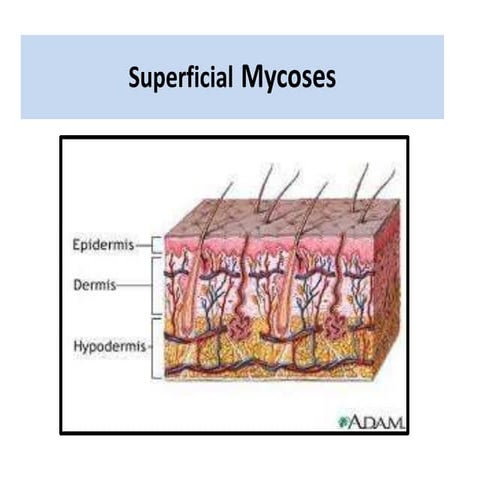 Superficial  Mycoses
