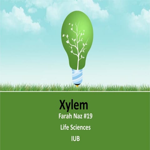 Xylem