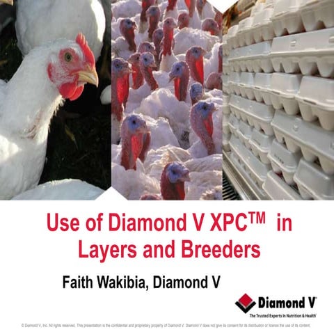 MaxiChick™ - Produce More & Better Chicks | PPTX