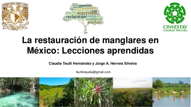 thumbnail of  La restauración de manglares en México: Lecciones aprendidas