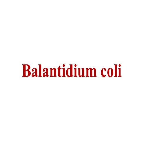 8. balantidium coli