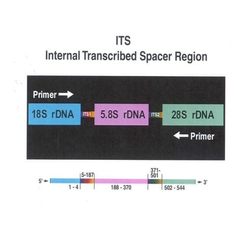 8 2-its-r dna | PDF