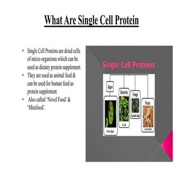 8. Single Cell Protein-II.pptx