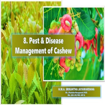 Pest and Disease Management of Cashew | PPTX