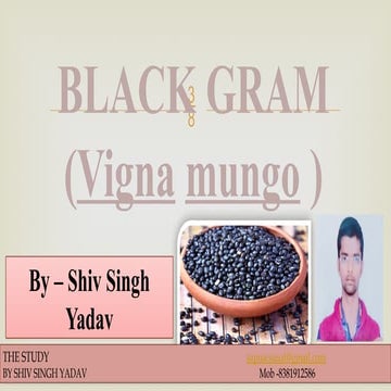 Black gram.ppt Black gram, also known as urad or urd bean, is an important pu...