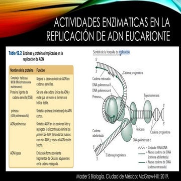 8. REPLICACIÓN, TRANSCRIPCIÓN Y TRADUCCION ENZIMAS.pptx