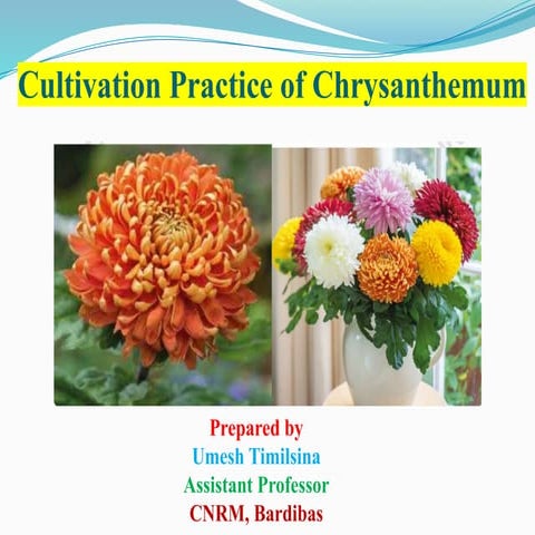 8. Cultivation practice of Chrysenthemum.pptx