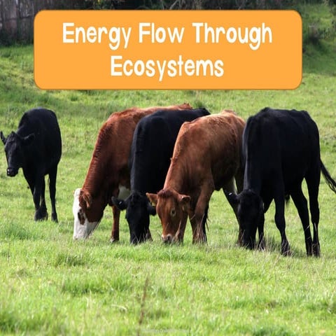 8.2-Energy-Flow-Through-Ecosystems-AP-Biology.pptx