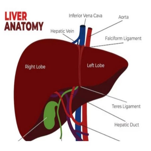 Structure and functions of liver | PPTX
