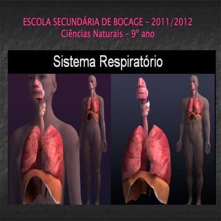 Sistema Respiratório....
