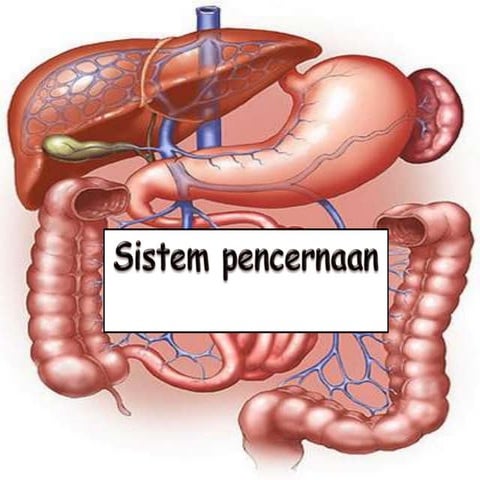 8 3. sistem pencernaan manusia