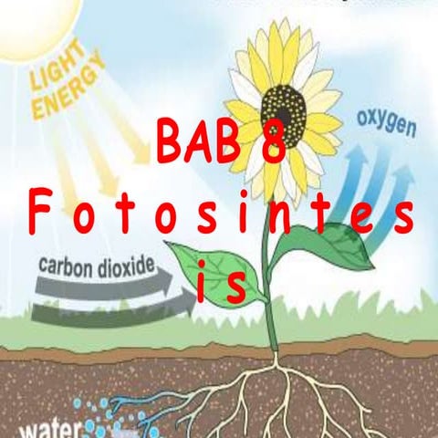 8 7. fotosintesis