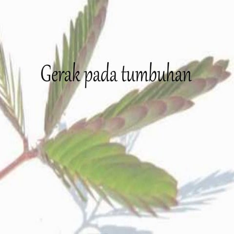 8 8. gerak pada tumbuhan