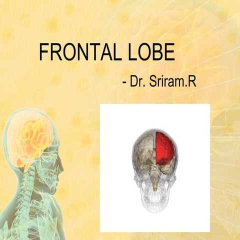 frontal lobe