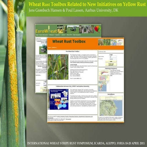 Wheat Rust Toolbox Related to New Initiatives on Yellow Rust