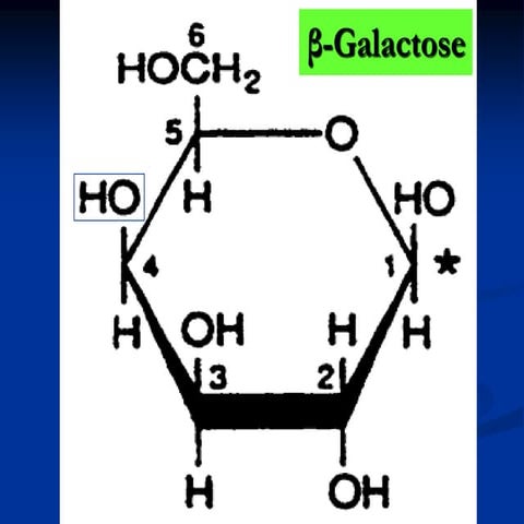 8 monsaccharide-gluconeogenesis