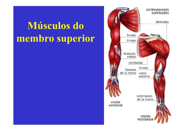 Anatomia (músculos) - flexão e extensão do carpo e dos dedos das maos | PDF
