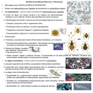 8 protista