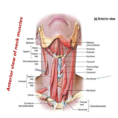  triangles of the neck-dr.meher 