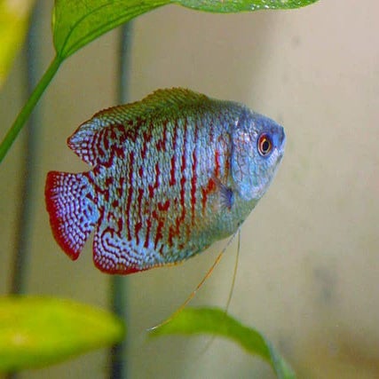 Paradise fish in a bowl | PDF
