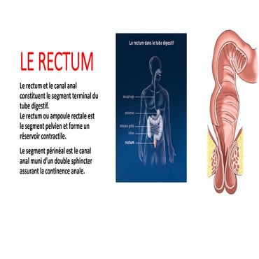 Anatomie Rectum.docxAnatomie Rectum.docx