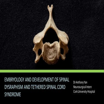 Embryology and Development of Spinal Dysraphism and Tethered Spinal Cord Synd...