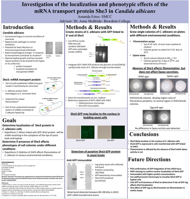 Amanda Estes MDIBL poster Amanda Estes MDIBL poster