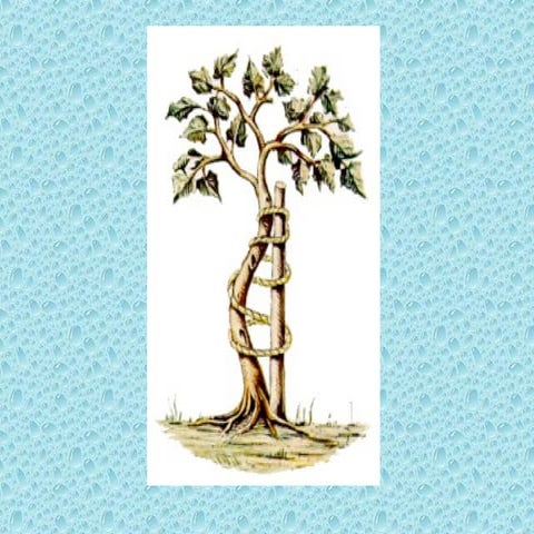 8(2024) POP د سعيد بامش          موس.ppt