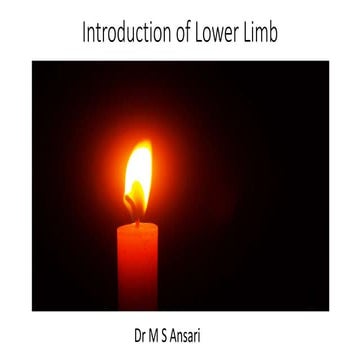 Anatomy  of lower  limb