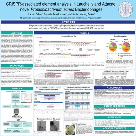 MIMG 199 P. acnes Poster Final - Lauren and Rachelle