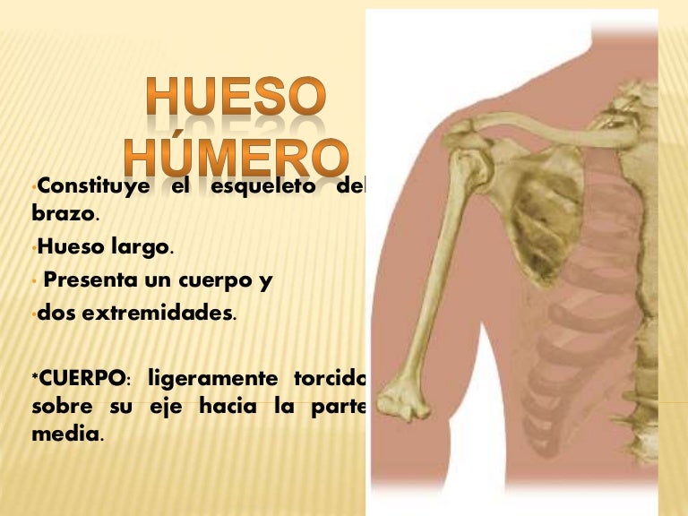 Anatomía del Húmero