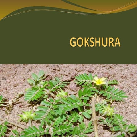 Comprehensive Study of Gokshura: Botanical, Pharmacological, and ...