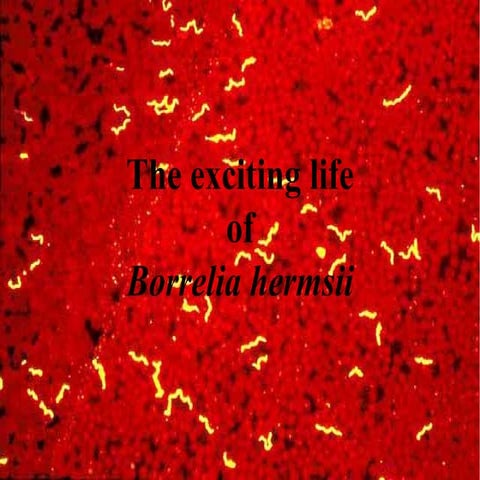 Borrelia hermsii final