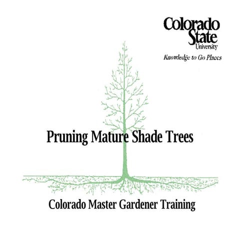 8a Pruning Mature Shade Trees