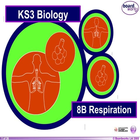 8 b respiration