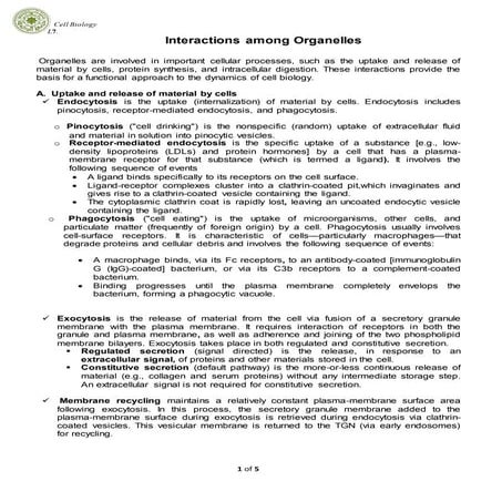 Interactions among organelles